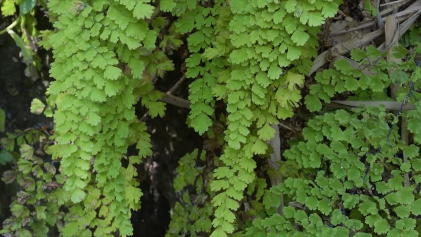4k resolution footage of lush green maidenhair fern leaves growing naturally in a tropical forest.
