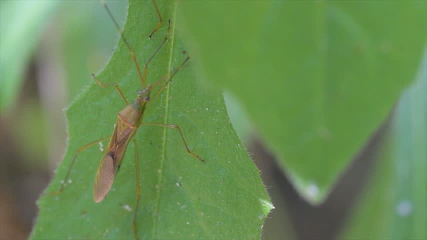 4K macro video of a green slender assassin bug perched calmly on a fresh leaf in nature.