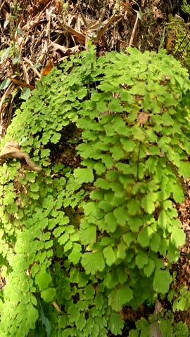 4k resolution footage of lush green maidenhair fern leaves growing naturally in a tropical forest.
