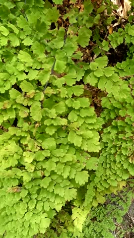 4k resolution footage of lush green maidenhair fern leaves growing naturally in a tropical forest.