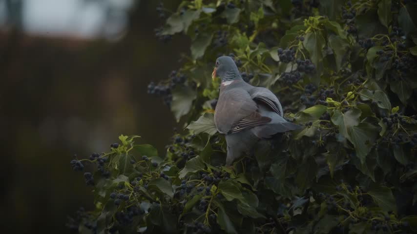 Wood Pigeon Perched on Branch Eating Wild Berries