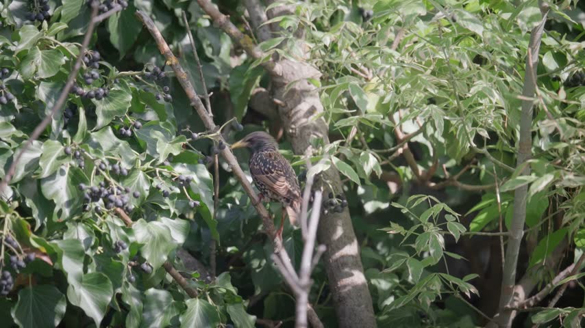 Wood Pigeon Perched on Branch Eating Wild Berries