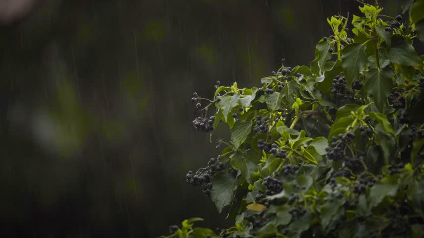 Wood Pigeon Perched on Branch Eating Wild Berries