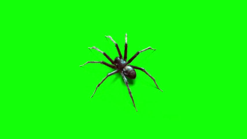 dark spider on green, with long spread legs shown on green screen background, suited for Halloween horror videos, arachnophobia content, nature documentary overlays.