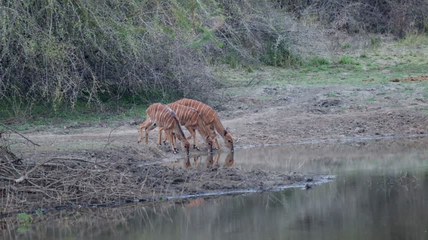 The three Nyala ewes drinking water.