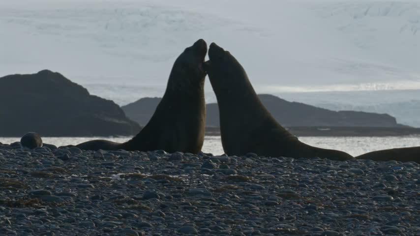 Two elephant seals fighting upright on rocky beach