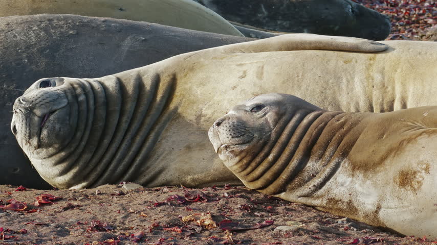 Southern elephant seals lying together on shore