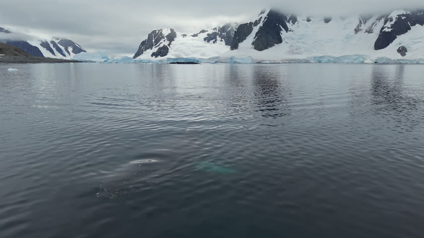 Humpback Whale Tail Rising During Deep Dive