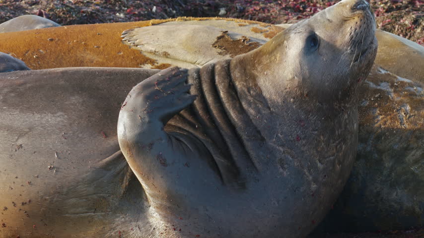 Elephant seal using flipper to scratch body in Antarctica