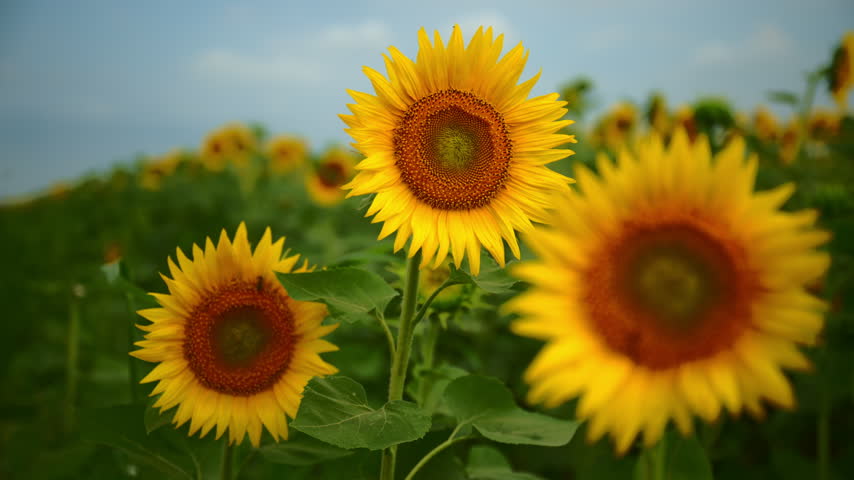 Bright sunflower field with three sunflowers in bloom close-up under a summer sky, 4K selective focus