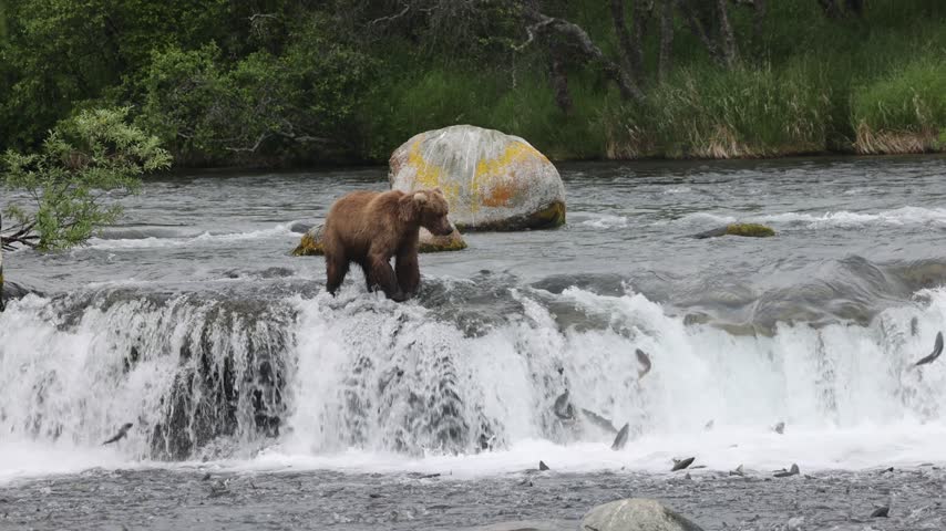 Brown bear fishing at brooks falls katmai national park alaska