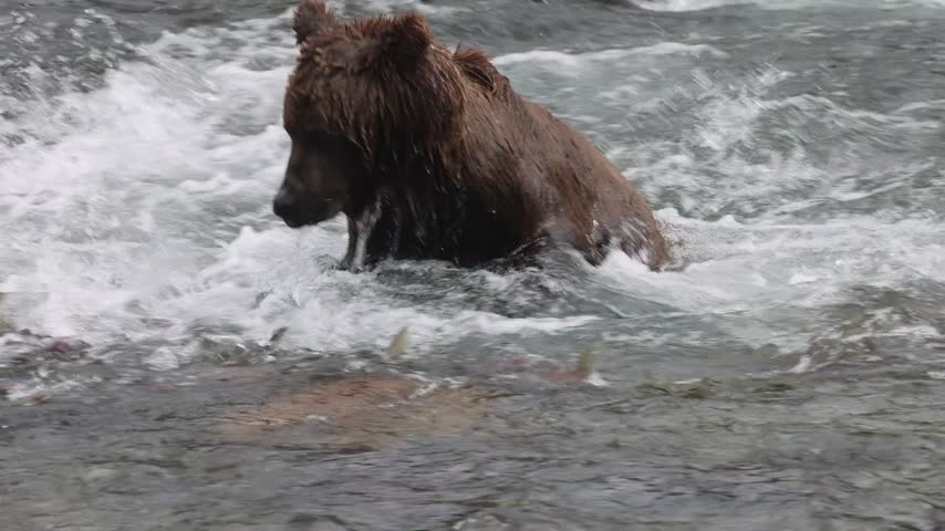 Brown bear eating salmon at brooks falls katmai national park alaska