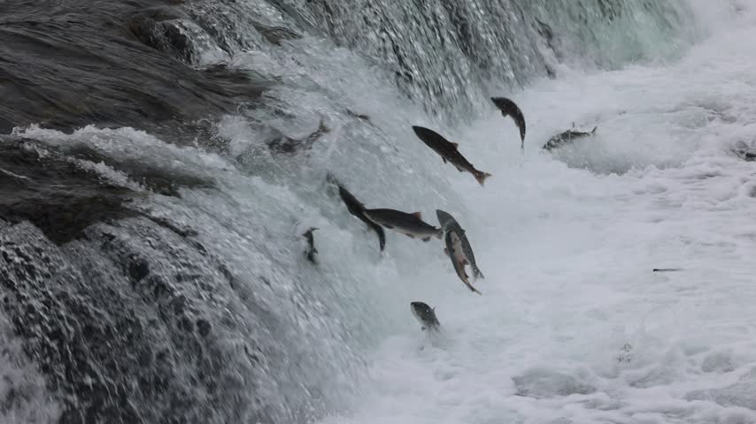 Sockeye salmon jumping up brooks falls in katmai national park alaska