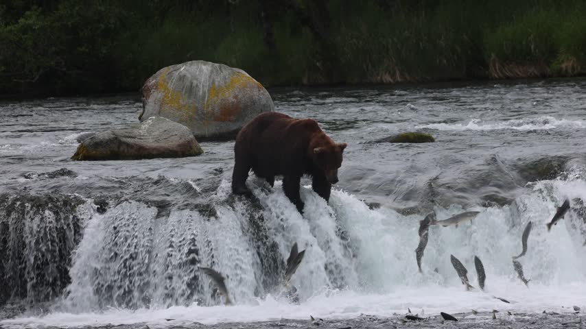 Brown bear fishing at brooks falls katmai national park alaska slo motion