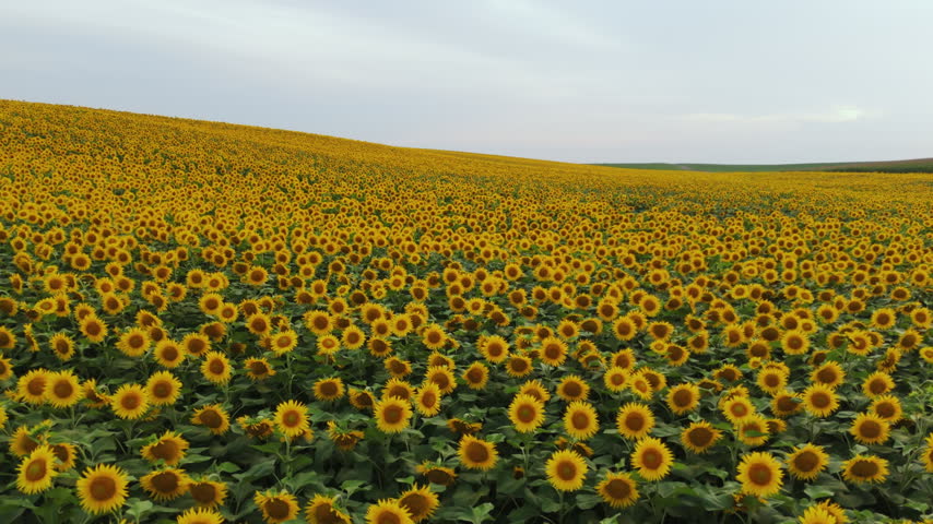 Scenic aerial view of a vibrant sunflower field expanding over rolling hills during a beautiful summer day at sunset