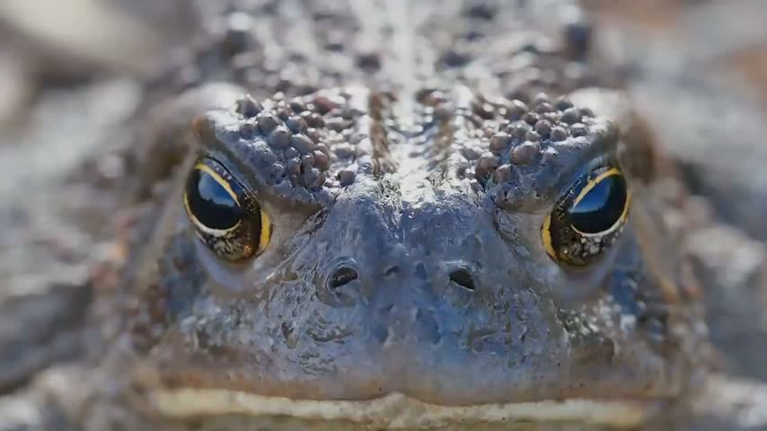 Detailed macro close up footage of a toad face showing skin texture and eyes