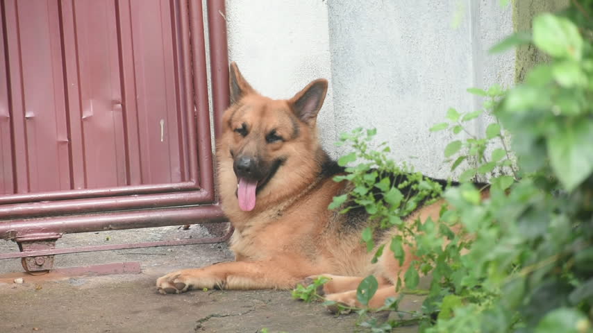  German Shepherd Dog, Kelaniya, Sri Lanka.