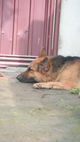  German Shepherd Dog, Kelaniya, Sri Lanka.