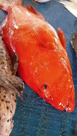 Close-up of fresh caught red grouper and brown spotted coral trout fish lying on a blue table at a fish market in Kei Islands, Maluku, Indonesia. The fish have vibrant colors and open mouths, showing fresh Indonesian seafood and marine catch.
