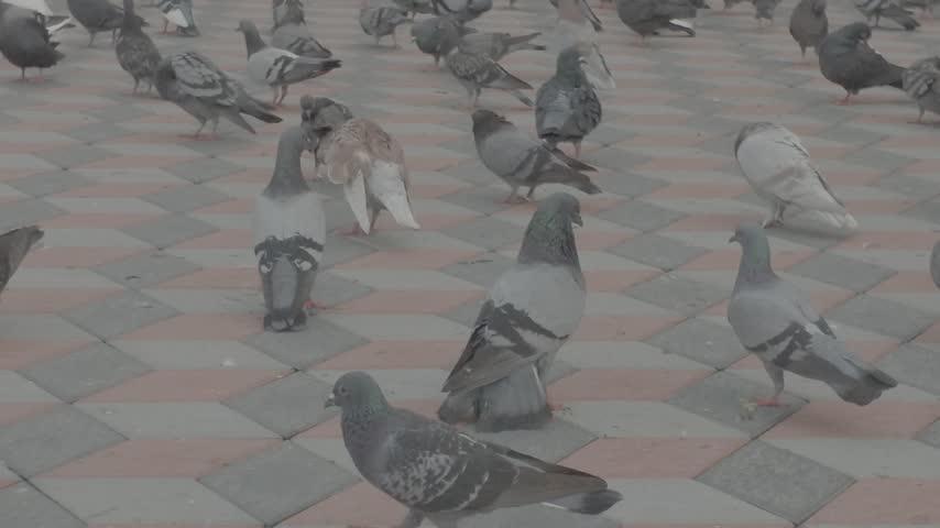 Ground level shot of numerous pigeons pecking and walking around a paved public plaza.