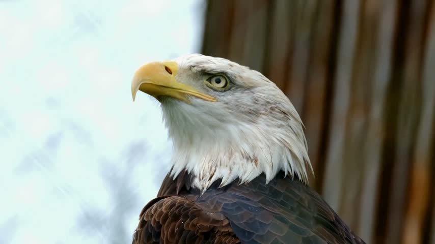 Majestic bald eagle profile close-up with sharp yellow beak, intense focused eyes, and white feathered head looking upward in nature.