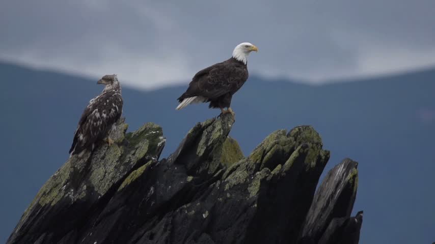 An adult bald eagle and a juvenile perched on jagged rocks against a dramatic mountain backdrop in the wild.