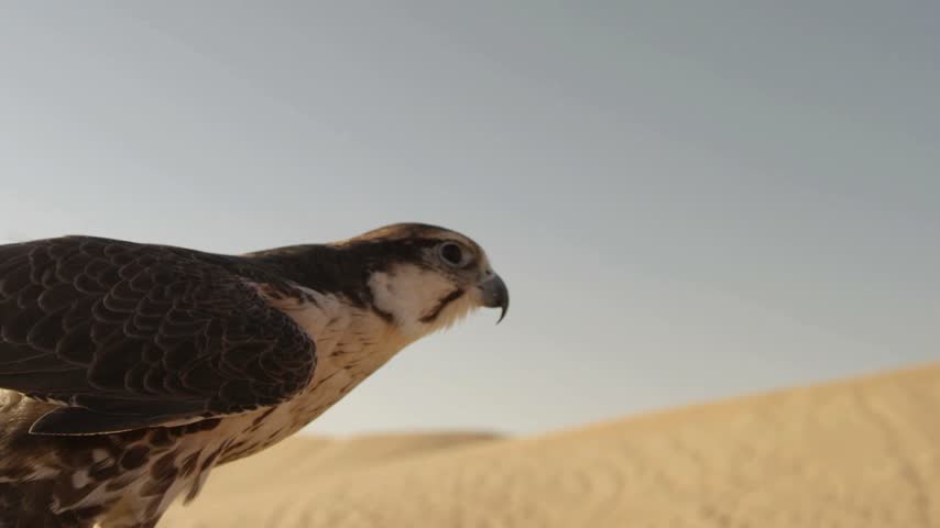Close-up shot of a magnificent falcon perching alertly against a desert landscape with golden sand dunes and clear skies.
