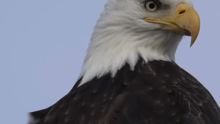 Extreme close-up portrait of a majestic bald eagle, showcasing its sharp yellow beak, intense gaze, and iconic white head feathers.