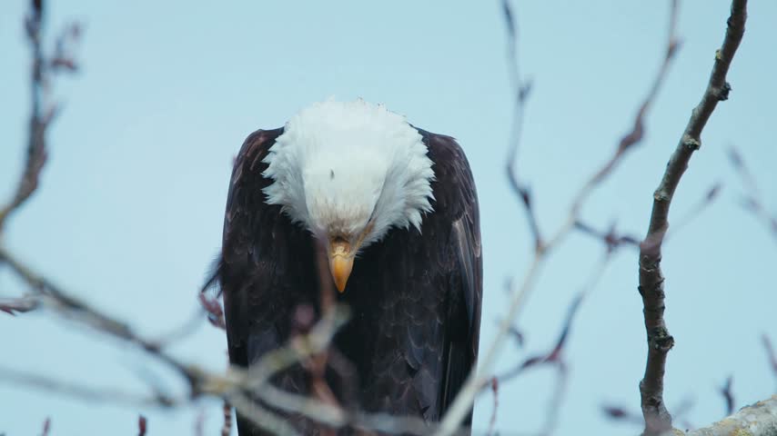 Majestic bald eagle perched on a tree branch, intently gazing into the distance against a clear sky in daytime.