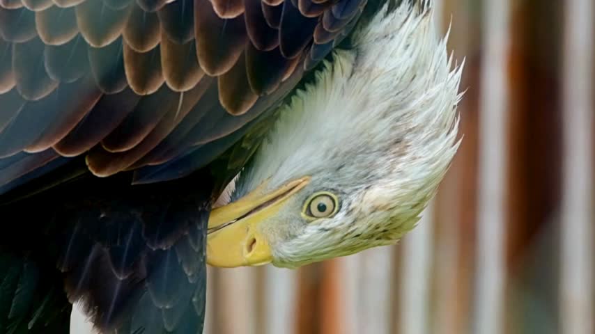 Extreme close-up of a bald eagle preening its feathers upside down, showcasing its sharp eye and hooked yellow beak.