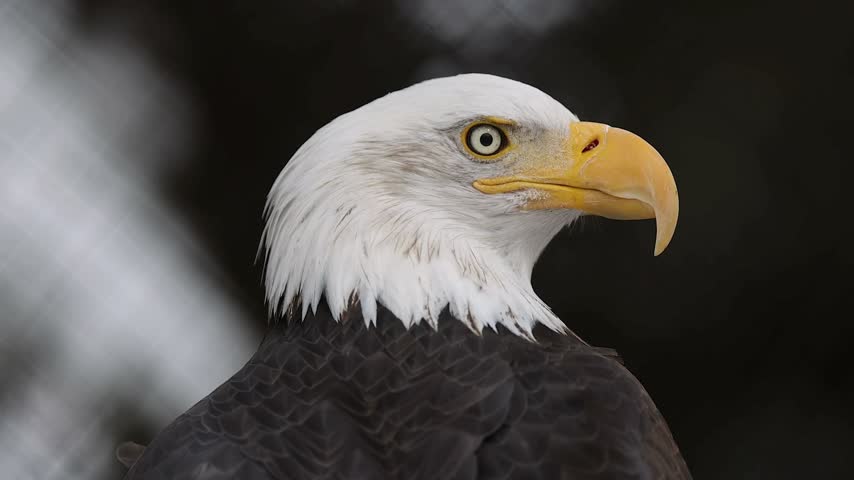 Detailed close-up portrait of a majestic bald eagle featuring its intense yellow eye, hooked beak, and iconic white plumage.