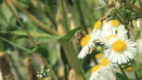 Some bees get pollen on daisies. Find similar clips in our portfolio.