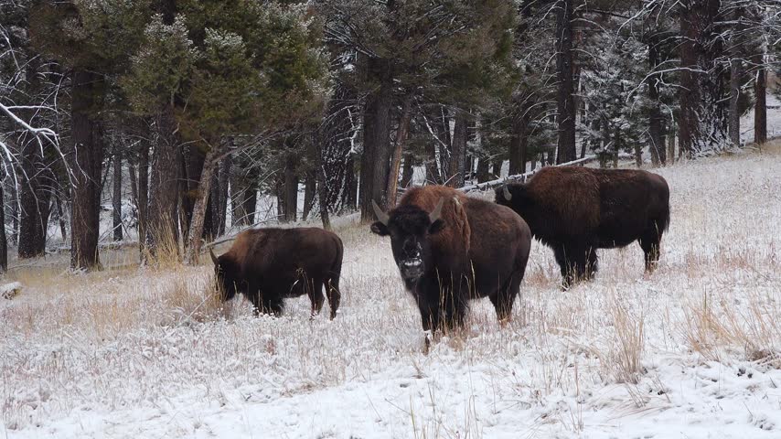 Bison walking in a snowy forest area during winter