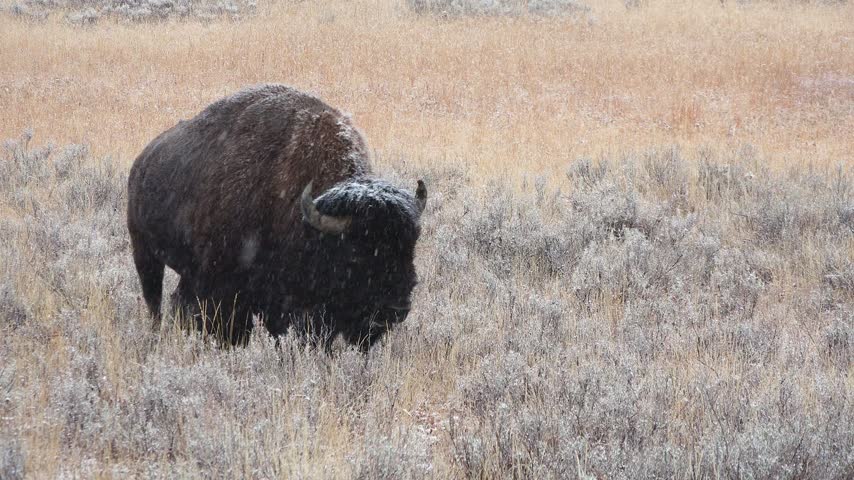 Bison walking in a snowy forest area during winter
