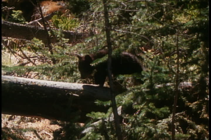 Little black bear cub slips, then walks across log.