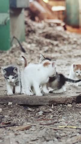 Three adorable young kittens, including gray, white, and orange tabby cats, walking together outdoors on a rustic dirt path. Cute stray kittens exploring their surroundings in a natural environment.