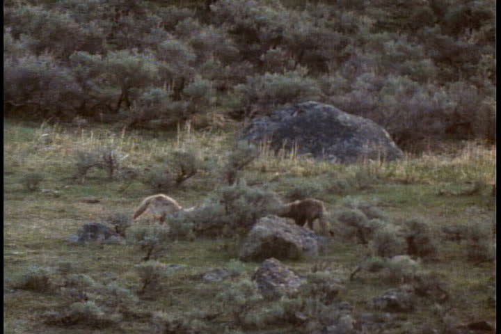 Two young coyotes chase each other and play in the meadow.