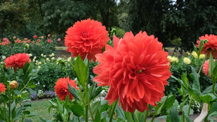 Large red dahlia flowers blooming in a lush garden, close-up 4K video of vibrant ornamental flowers with natural green background