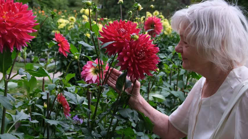 Senior woman gently touching and admiring large red dahlia flowers in a garden, serene side-profile lifestyle video of enjoying flowers and nature