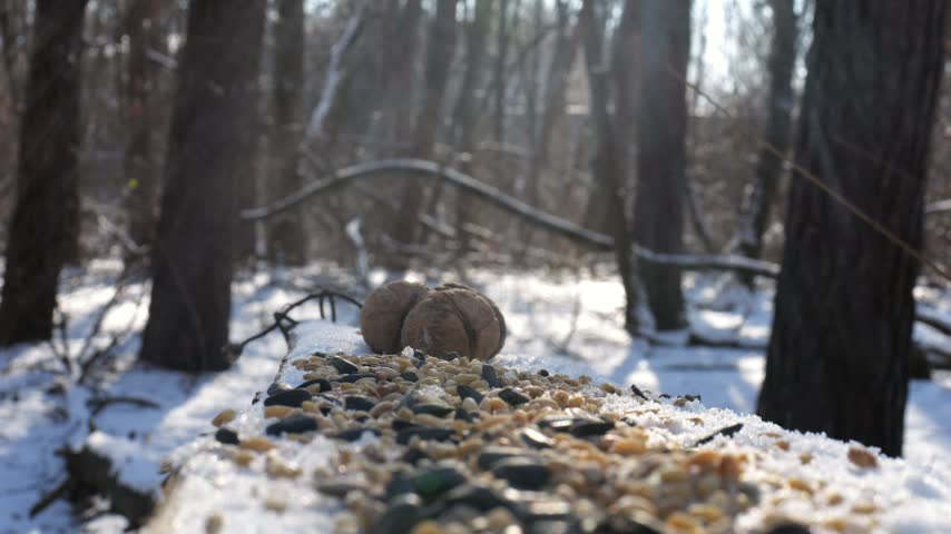 Cute tit birds pecking food from open feeding trough at snowy forest. Beautiful tomtits eating meal from wood feeder at sunny snow woodland. The scene captures care for wildlife and harmony of nature
