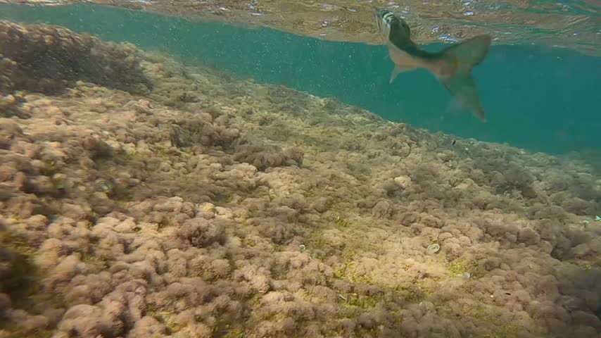 Slow motion underwater view of needlefish tail and body swimming away near surface after release