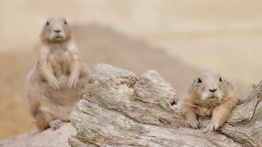 Two black-tailed prairie dogs on a weathered log, one standing upright while the other rests with its paws on the wood.