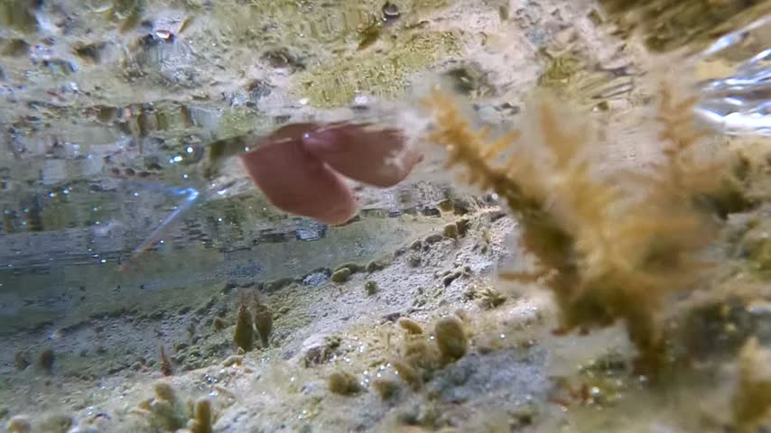 Underwater close up of a needlefish released into the Mediterranean sea swimming near the surface, catch and release