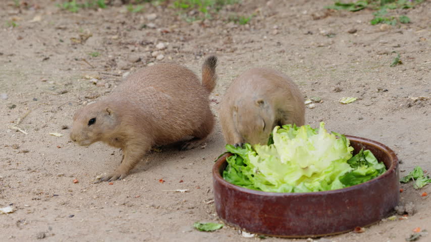 Two black-tailed prairie dogs eat fresh lettuce from a bowl on sandy ground.