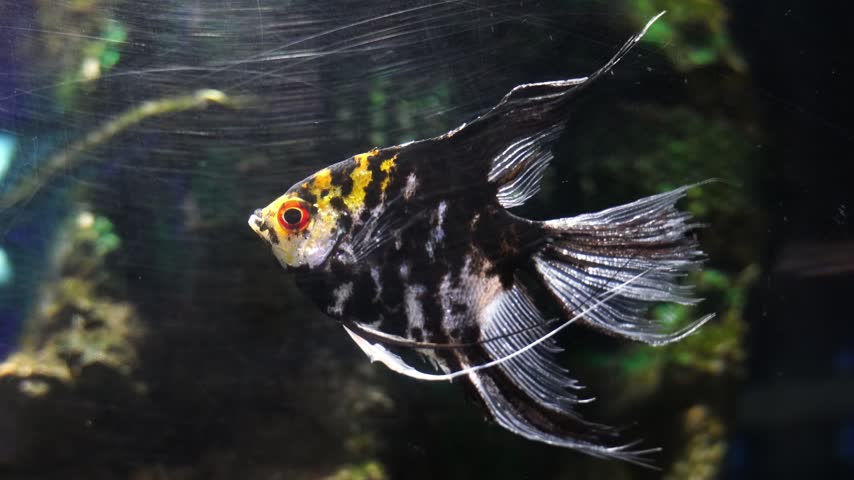 Freshwater Marble Angelfish (Pterophyllum scalare) gliding through the water at King Mongkut