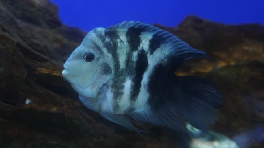 Exotic zebra parrot cichlid on display at the King Mongkut
