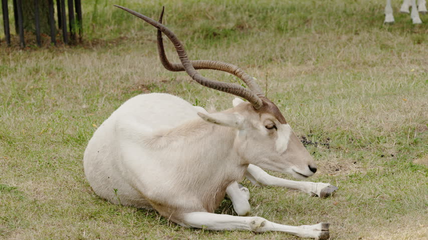 Addax antelope rests on grass, displaying its long twisted horns and pale coat.