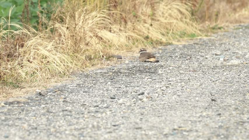 A killdeer rests low to the ground on the rocky edge of a gravel road. The shorebird remains settled on its belly beside the roadside rather than standing, surrounded by sparse vegetation and small rocks. A simple natural wildlife scene showing a killdeer resting in a roadside habitat.