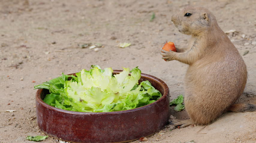 Black-tailed prairie dog sits beside a bowl of lettuce and eats a piece of carrot on sandy ground.