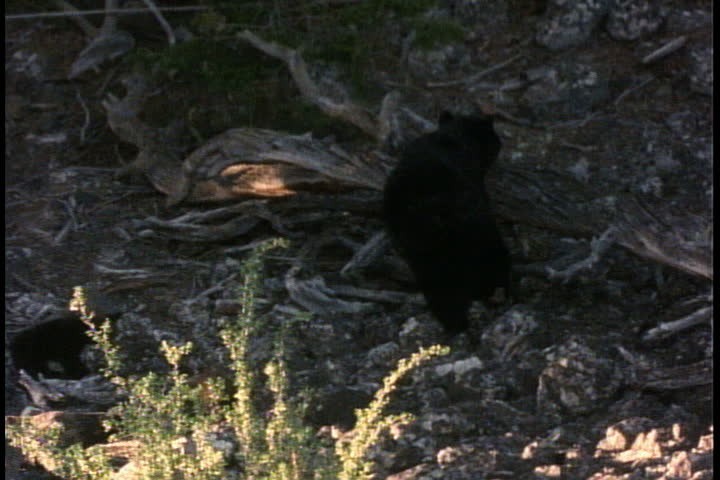 Mother bear is followed over fallen tree by two five-month old cubs.